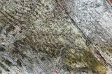 Strelley Pool Stromatolite - Billion Years Old #92807-1